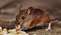 24 Hour & Emergency Exterminators in Marina Del Rey, CA